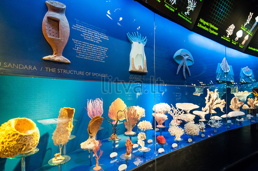 Морской музей-аквариум на Куршской косе в Клайпеде — аквариумы с окаменелостями, кораллами, моллюсками, трилобитами