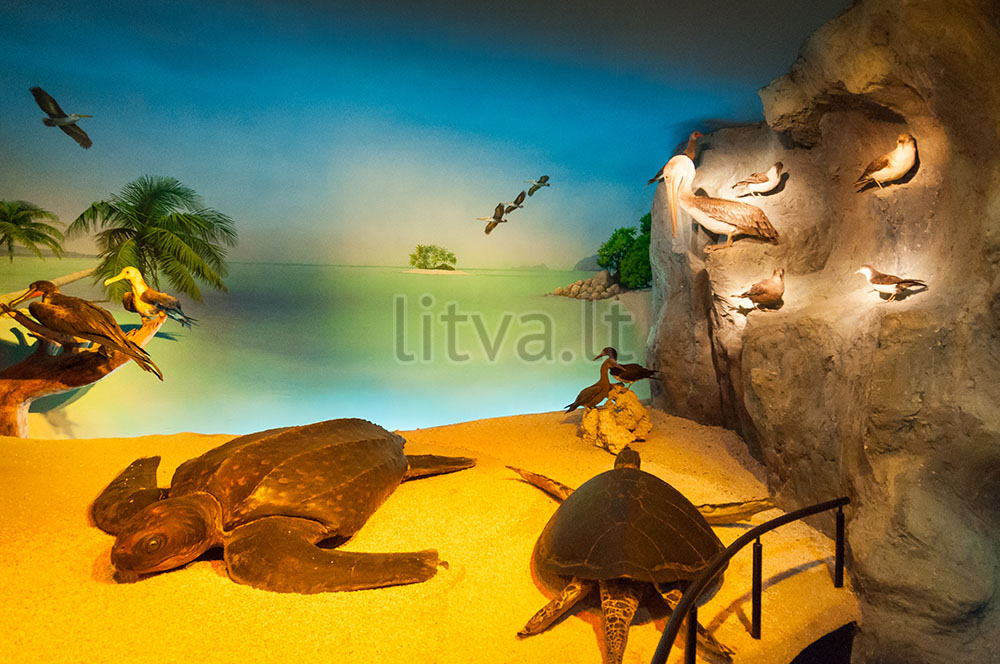 Морской музей-аквариум на Куршской косе в Клайпеде — аквариумы с окаменелостями, кораллами, моллюсками, трилобитами