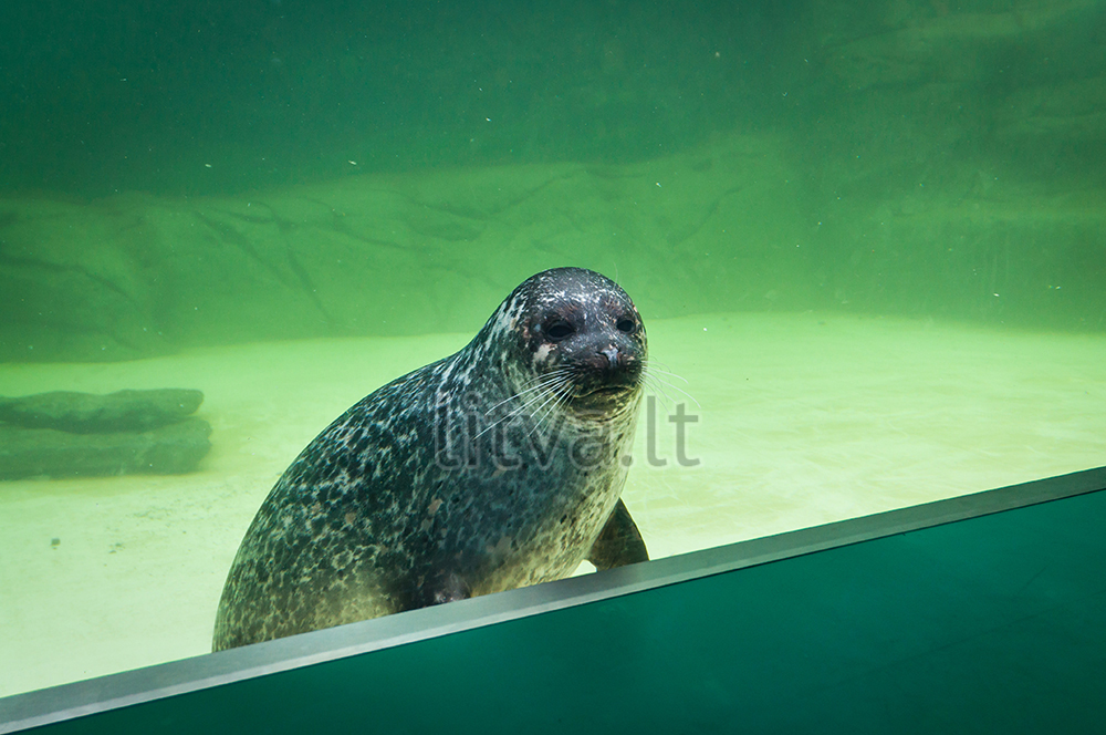 Морской музей-аквариум на Куршской косе в Клайпеде — бассейн с серыми тюленями