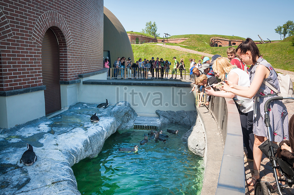 Морской музей-аквариум на Куршской косе в Клайпеде — бассейн с пингвинами и морскими львами